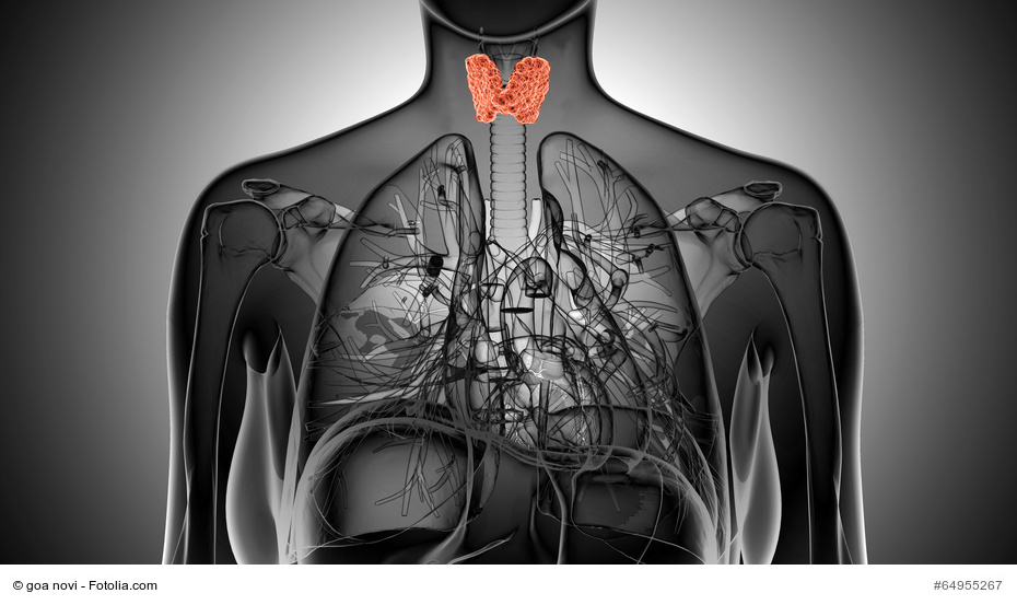 x-ray illustration of the female thyroid gland